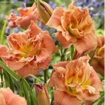 Лилейник Конго Корал 2 шт. Лилейник Конго Корал 2 шт. фото