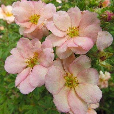 Лапчатка кустарниковая Дабл Панч Крим - Dolina-Sad.Ru