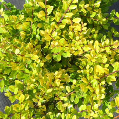 Падуб городчатый Голден Джем Падуб городчатый Голден Джем фото