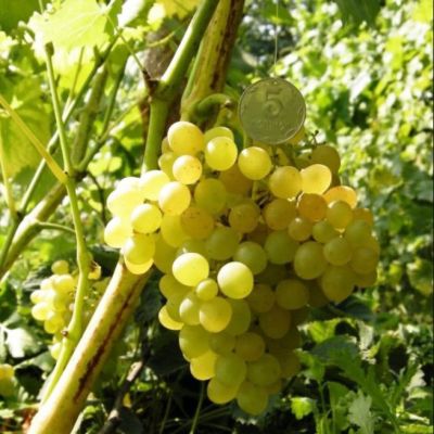 Комплект Винограда( Злато+Память Домбровской) Комплект Винограда( Злато+Память Домбровской) фото