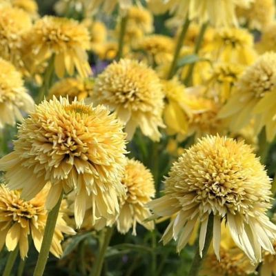 Эхинацея Дабл Скуп Лемон Крим - Dolina-Sad.Ru