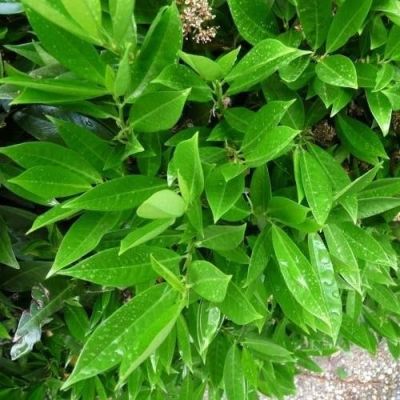 Лавровишня Черри Бренди Лавровишня Черри Бренди - Dolina-Sad.Ru