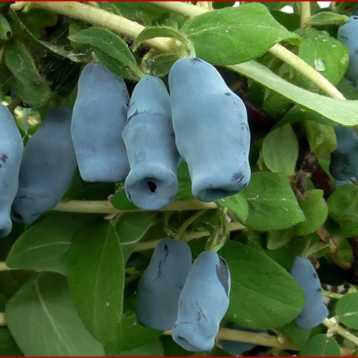 Жимолость Югана - Dolina-Sad.Ru