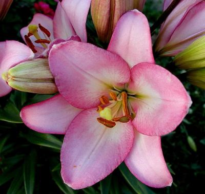 Лилия Самур Лилия Самур фото