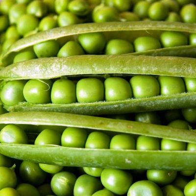 Горох Сахарная подружка Горох Сахарная подружка фото