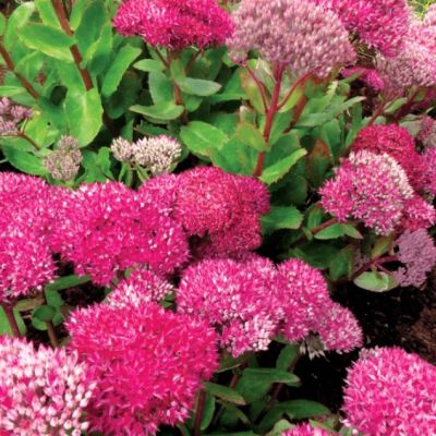 Седум Бездей Пати , x Седум Бездей Пати , x фото