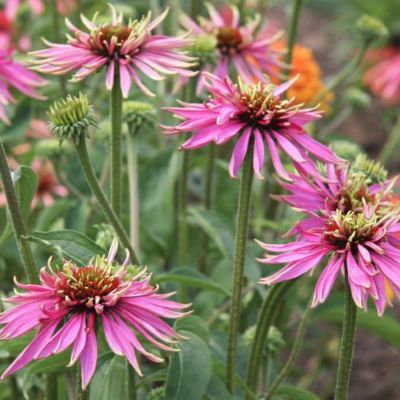 Эхинацея Индика Эхинацея Индика - Dolina-Sad.Ru