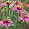 Эхинацея Индика Эхинацея Индика - Dolina-Sad.Ru