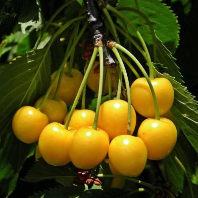 Черешня Черемашная фото