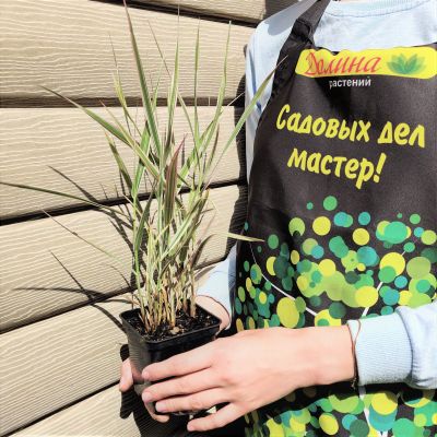 Фалярис тростниковый Вариегата фото