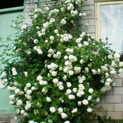 Роза Мадам Плантье Роза Мадам Плантье - Dolina-Sad.Ru