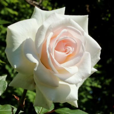 Роза Сван Лейк Роза Сван Лейк - Dolina-Sad.Ru