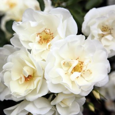 Роза Уайт Кавер Роза Уайт Кавер - Dolina-Sad.Ru