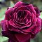 Роза Квинс Вельвет Роза Квинс Вельвет - Dolina-Sad.Ru