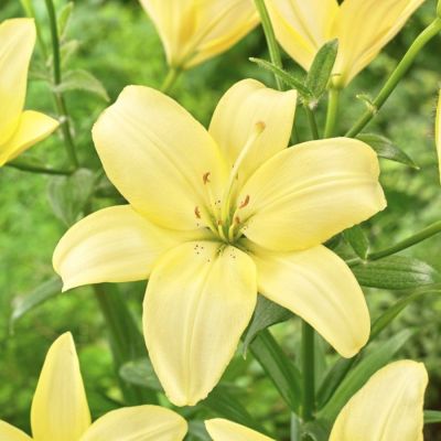 Лилия Изи Ванилла Лилия Изи Ванилла - Dolina-Sad.Ru