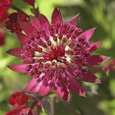 Астранция Дарк Шайни Айз Астранция Дарк Шайни Айз - Dolina-Sad.Ru