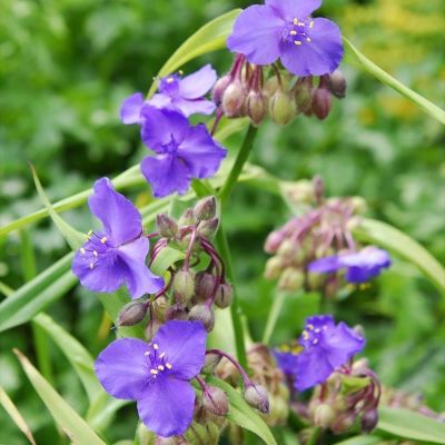 Традесканция андерсона Леонора - Dolina-Sad.Ru