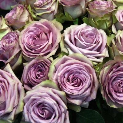 Роза Тиара в горшке Роза Тиара в горшке - Dolina-Sad.Ru