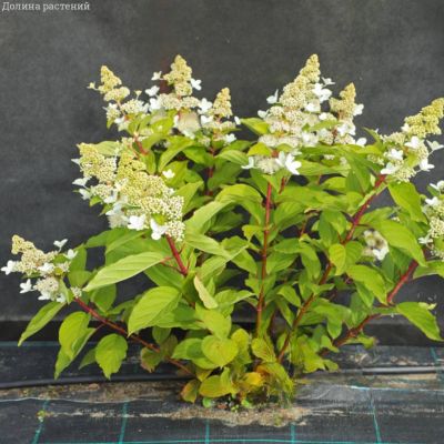 Гортензия метельчатая Голиаф, С10 - Dolina-Sad.Ru