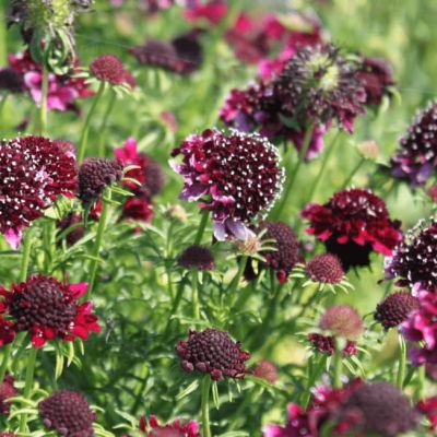 Скабиоза темно-пурпурная Бордовая фото