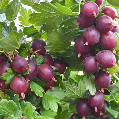 Крыжовник Хиннонмаки Рот Крыжовник Хиннонмаки Рот - Dolina-Sad.Ru