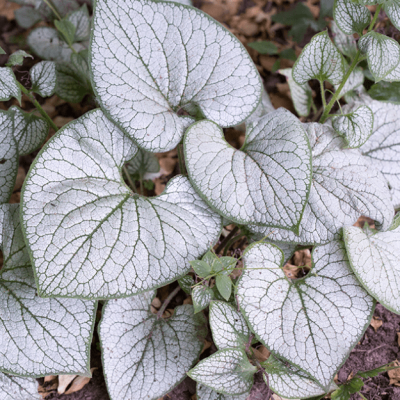 Бруннера Макрофила Сильвер Харт Бруннера Макрофила Сильвер Харт фото