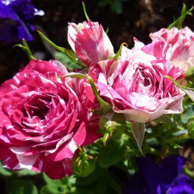 Роза Флешинг Роза Флешинг - Dolina-Sad.Ru