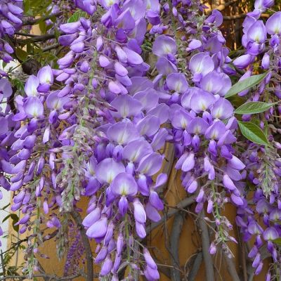 Глициния китайская, С3 - Dolina-Sad.Ru