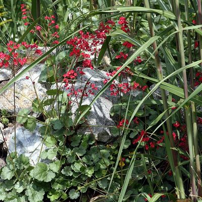 Гейхера кроваво-красная - Dolina-Sad.Ru