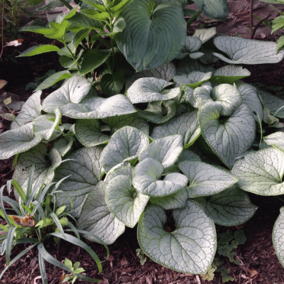 Бруннера Макрофила Сильвер Харт Бруннера Макрофила Сильвер Харт фото