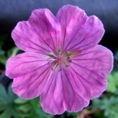 Герань Визион Виолет Герань Визион Виолет - Dolina-Sad.Ru