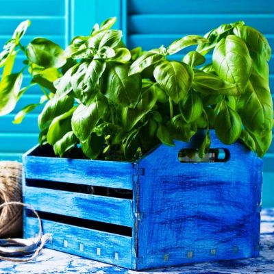 Базилик Русский гигант, зеленый Н12 фото