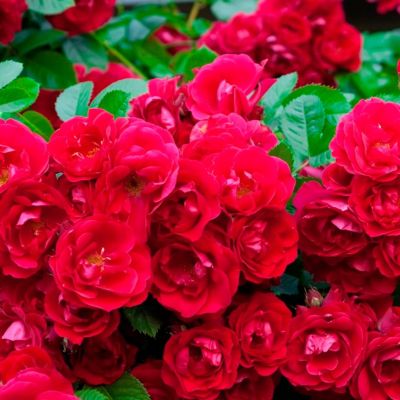 Роза Рот Зе Фейри Роза Рот Зе Фейри - Dolina-Sad.Ru