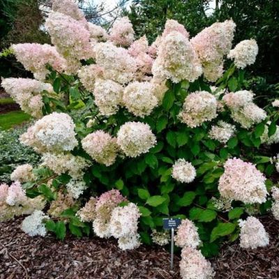 Гортензия метельчатая Конфетти, С2 - Dolina-Sad.Ru