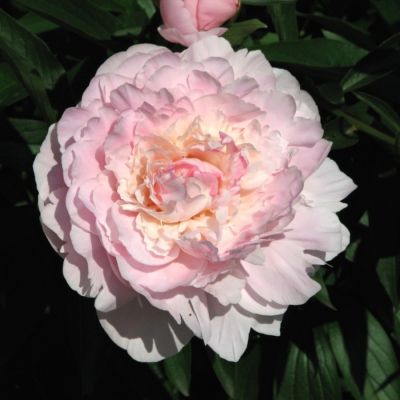 Пион Мадам Кало - Dolina-Sad.Ru