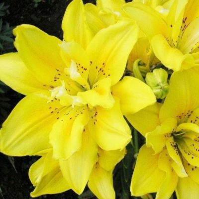 Лилия Томос Лилия Томос - Dolina-Sad.Ru