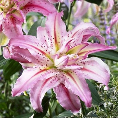 Лилия Броукен Харт Лилия Броукен Харт фото