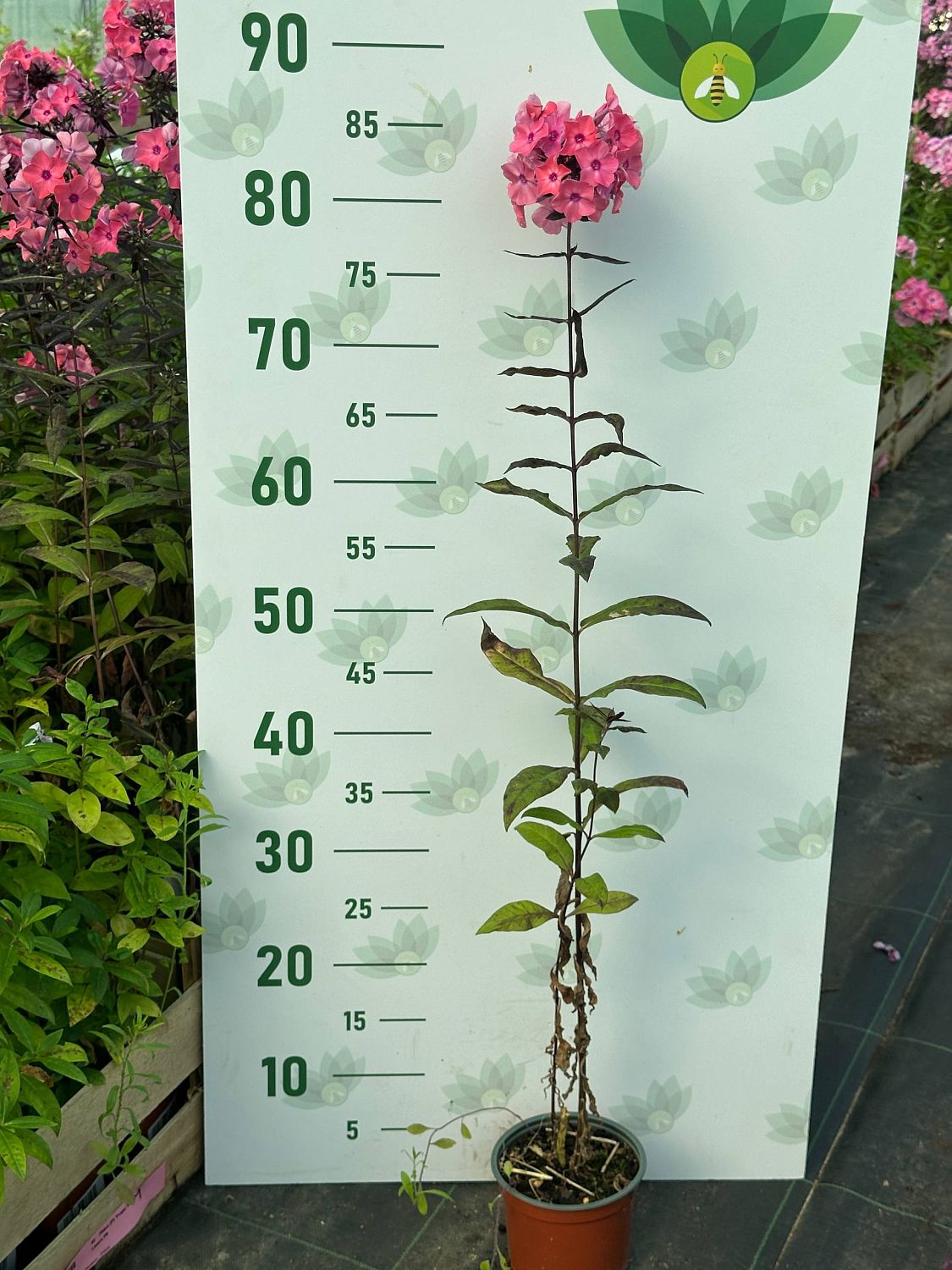 Флокс Свит Дримс Флокс Свит Дримс фото