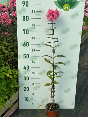 Флокс Свит Дримс Флокс Свит Дримс фото