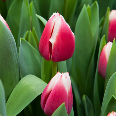 Тюльпан Дач Дизайн - Dolina-Sad.Ru