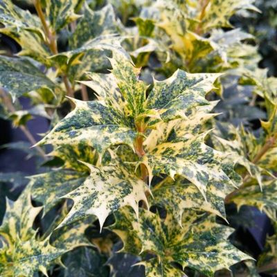 Османтус разнолистный Гошики - Dolina-Sad.Ru