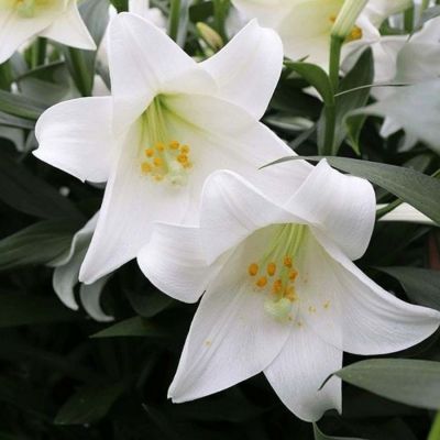 Лилия Миракл - Dolina-Sad.Ru