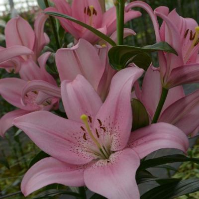 Лилия Пачано - Dolina-Sad.Ru