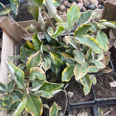 Лох Эббинга Лаймлайт - Dolina-Sad.Ru