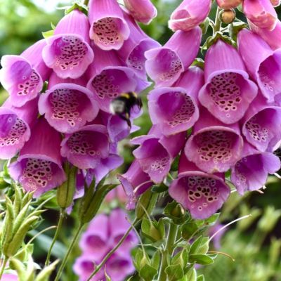 Наперстянка гибридная Берри Канари , С1,5 Наперстянка гибридная Берри Канари , С1,5 фото