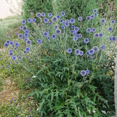 Мордовник обыкновенный - Dolina-Sad.Ru