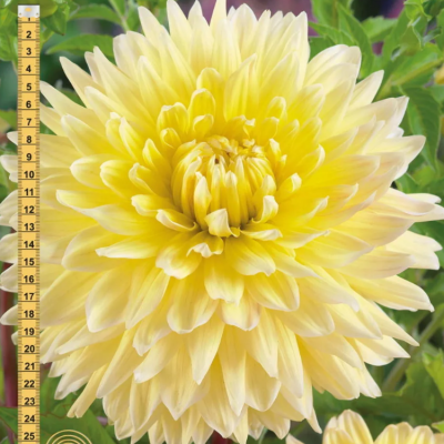 Георгина Билбао Георгина Билбао фото