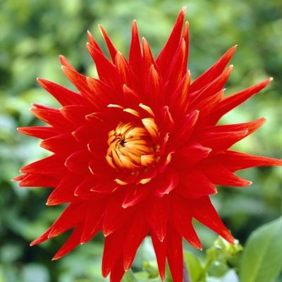 Георгина Вулкан - Dolina-Sad.Ru