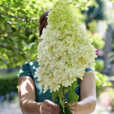 Гортензия метельчатая Геркулес, С1,5 Гортензия метельчатая Геркулес, С1,5 - Dolina-Sad.Ru