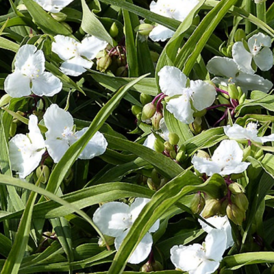 Традесканция Андерсона Инносенс фото